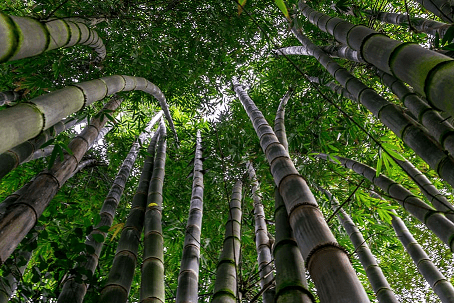 Bamboo trees